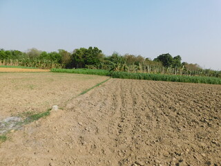 Marigold seedlings are growing beautifully on loam soil in the morning sun. They are strong...