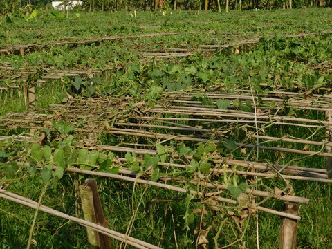 pointed gourd farming green field	