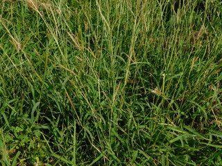 Obraz premium big green grass in the meadow