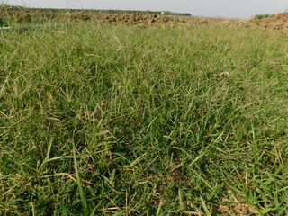 big green grass in the meadow