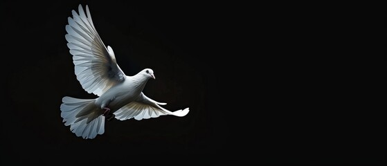 Isolated white dove flying in the sky on a black background