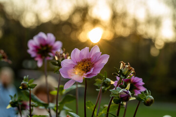 Close up of a blue bayou dahlia in bloom
