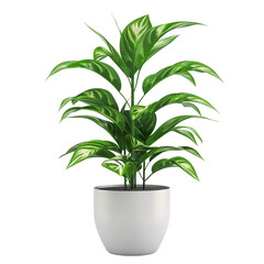 Fototapeta premium 3d greenery pot of plant isolated on transparent background