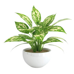 3d greenery pot of plant isolated on transparent background