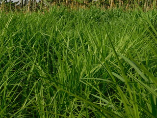 Obraz premium big green grass in the meadow