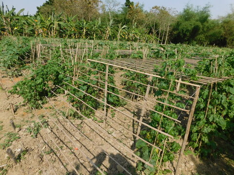 Vegetable cultivation is made of bamboo poles and lalan yarn with the help of mulching paper Crop Date april 2024