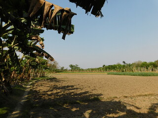 Marigold seedlings are growing beautifully on loam soil in the morning sun. They are strong...