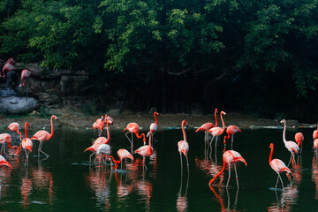Pink flamingos on the lakeм