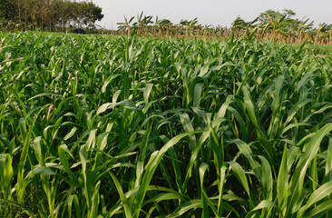 Obraz premium big green grass in the meadow