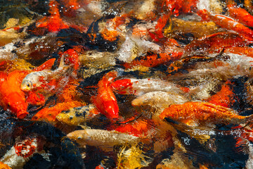 Close-up of Japanese koi carp in a pond. A stunning image of a colorful Chinese carp swimming happily in clear water.