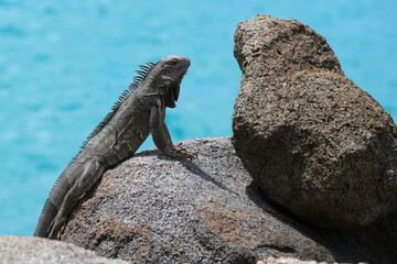 Grüne Leguan (Iguana iguana) in seitlicher Ansicht auf Steinen am blauen Meer, Ozean, Aruba,...