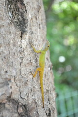 lizard on a tree