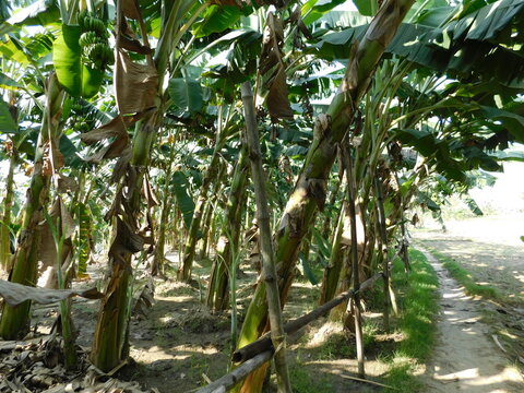banana trees in garden. Banana trees in Garden is growing up,