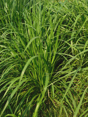 Obraz premium big green grass in the meadow