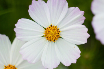 Fototapeta premium Cosmos flower (Cosmos Bipinnatus). Meadow summer flowers. 