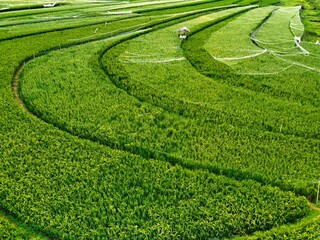 panorama of agrarian rice fields landscape in the village of semarang, Central Java, like a...