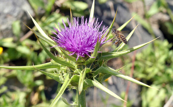 purple thistle thorn flower HD closeup