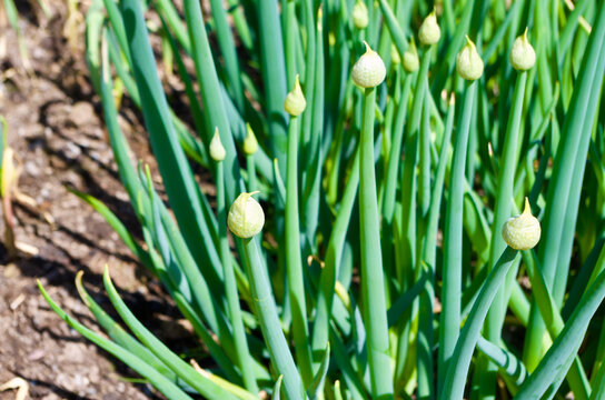 Organic cultured bunching onion plants with flower heads in a vegetable patch in the garden in summer.