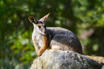 Little baby kangaroo enjoying summer time.	
