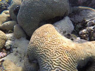 Platygyra is a genus of stony corals in the family Merulinidae. Platygyra. Platygyra lamellina	
