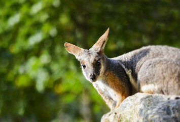 Little baby kangaroo enjoying summer time.	
