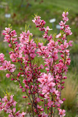 Blühende Russische Zwergmandel (Prunus tenella speciosa) im Garten - 777462422