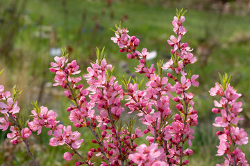 Blühende Russische Zwergmandel (Prunus tenella speciosa) im Garten - 777462454