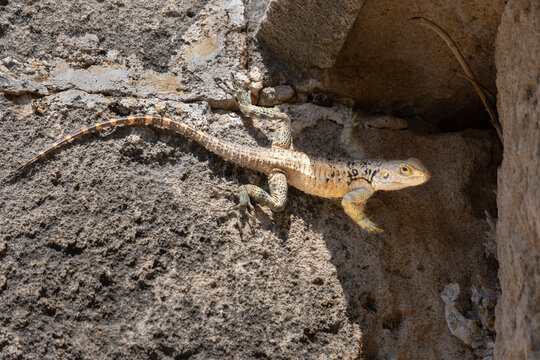 Laudakia stellio cypriaca, a species of agamid lizard endemic to Cyprus.