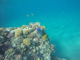 Cheilinus lunulatus  broomtail wrasse is a species of wrasse native to the Red Sea and Indian Ocean