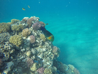 Cheilinus lunulatus  broomtail wrasse is a species of wrasse native to the Red Sea and Indian Ocean