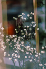 cherry blossom in spring