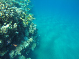 Lutjanus fulviflamma, the dory snapper, blackspot snapper, black-spot sea perch, finger-mark bream,...