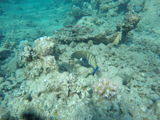 Cephalopholis argus, the peacock hind, roi, bluespotted grouper, and celestial grouper, is a species of marine ray-finned fish, a member of the subfamily Epinephelinae, the groupers