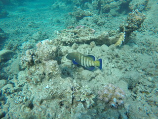 Cephalopholis argus, the peacock hind, roi, bluespotted grouper, and celestial grouper, is a...