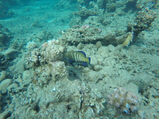 Cephalopholis argus, the peacock hind, roi, bluespotted grouper, and celestial grouper, is a species of marine ray-finned fish, a member of the subfamily Epinephelinae, the groupers