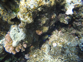 underwater scenery in red sea egypt, coral reef fauna