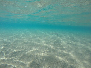 baby barracuda in the shallows of egypt red sea