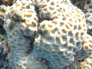 Dipsastraea lacuna stony corals in the family Merulinidae. Members of this genus are native to the Indo-Pacific region.