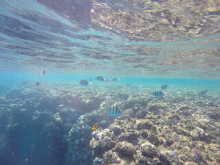  Indo-Pacific sergeant (Abudefduf vaigiensis) is a species of damselfish in the family Pomacentridae above coral reef in Red sea Egypt