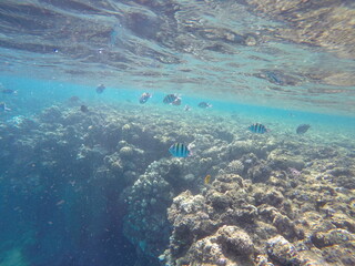 Fototapeta na wymiar Indo-Pacific sergeant (Abudefduf vaigiensis) is a species of damselfish in the family Pomacentridae above coral reef in Red sea Egypt