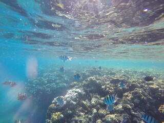  Indo-Pacific sergeant (Abudefduf vaigiensis) is a species of damselfish in the family Pomacentridae above coral reef in Red sea Egypt
