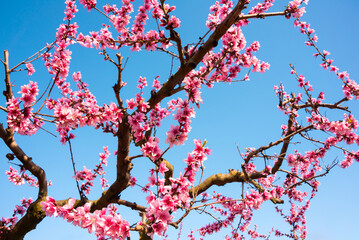 Beautiful spring blossom, cherry trees with flowers - 777466862