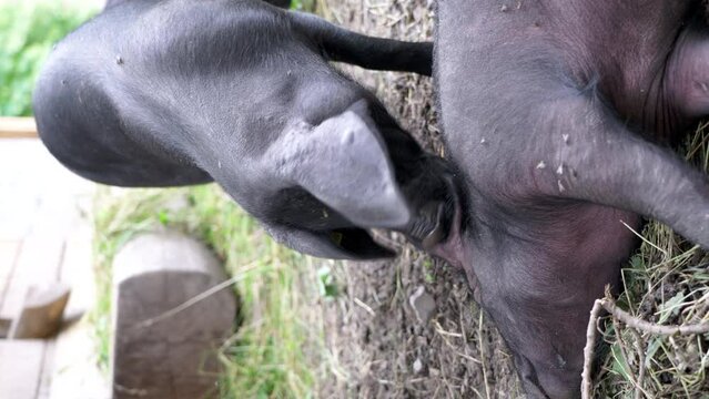 Farmhouse Scene of Pig Teasingly Biting Another's Ear, Vertical Video