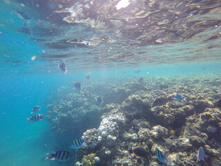  Indo-Pacific sergeant (Abudefduf vaigiensis) is a species of damselfish in the family Pomacentridae above coral reef in Red sea Egypt