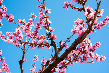 Beautiful spring blossom, cherry trees with flowers - 777467031