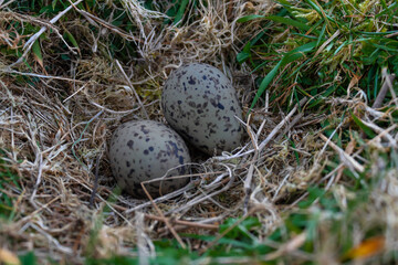 nido y huevos de El tero Vanellus chilensis,también llamado queltehue, avefría tero,6​ tero-tero, leque, quero quero, pellar, treile, triel y alcaraván, 