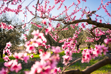 Beautiful spring blossom, cherry trees with flowers - 777467246