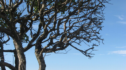 Photo, dry branches of a tree against a blue sky. High quality photo