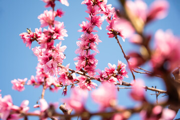 Beautiful spring blossom, cherry trees with flowers - 777467819