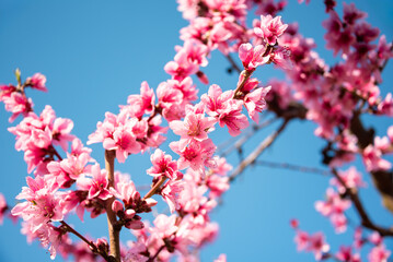 Beautiful spring blossom, cherry trees with flowers